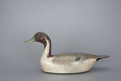 High-Head Pintail Drake
