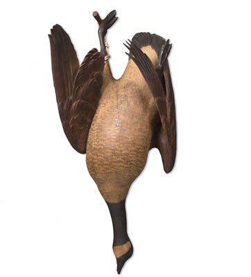 Canada Goose