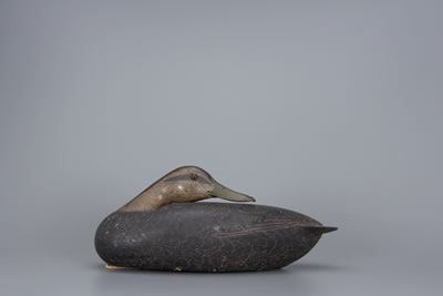 Preening Black Duck Hen