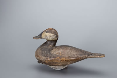 The Barber-O'Brien Ruddy Duck