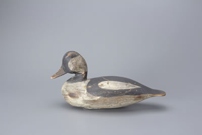 Bufflehead Drake