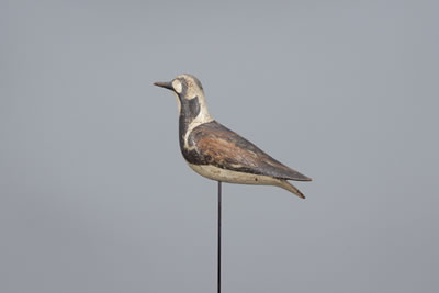 Ruddy Turnstone