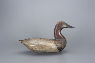 Canvasback Drake