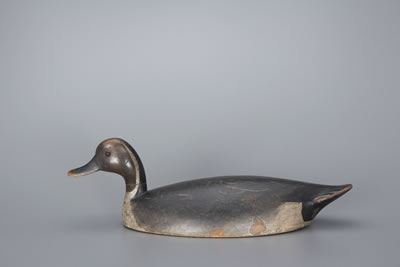 Early Swimming Pintail Drake