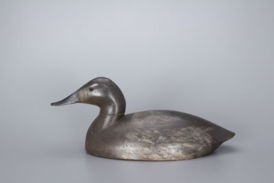 Canvasback Hen