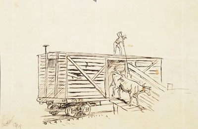 Pair: Punch Poling Cattle from a Railroad Stock Car and Unloading Cattle from a Railroad Stockcar