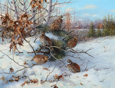 Bobwhite Quail (1970)