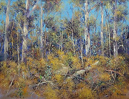 'Wattle Bloom Mt Tambourine'