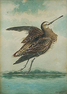 Snipe by Herbert Hepburn Calvert - Auction record, sale price, and art valuation. Compare with similar artists and explore comparable artworks.
