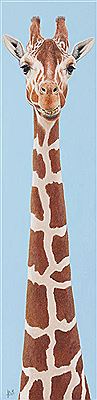 Giraffe Jeanette, 2016
