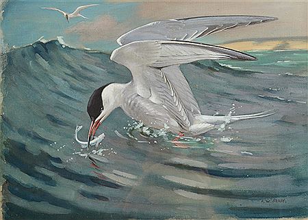 Common tern taking a mackerel by Allen William Seaby - Auction record, sale price, and art valuation. Compare with similar artists and explore comparable artworks.