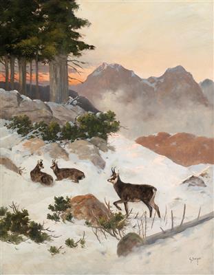 Chamois in Winter