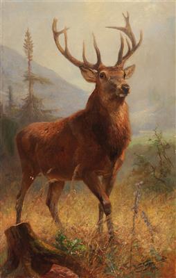 Trophy Stag in an Open Landscape