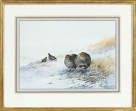 "British Partridge"