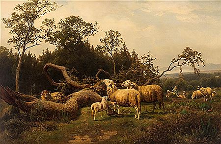 Grazing Sheep