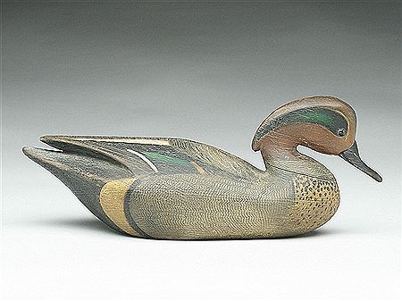 Greenwing teal drake