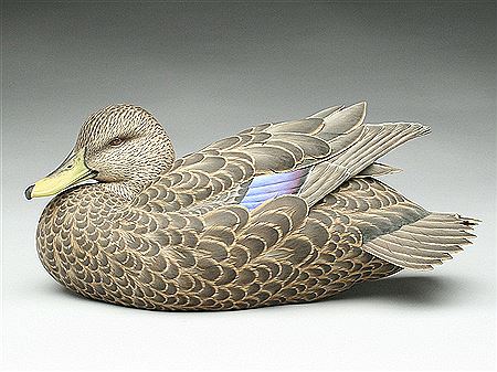 Highly decorative black duck