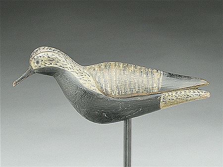 Black bellied plover