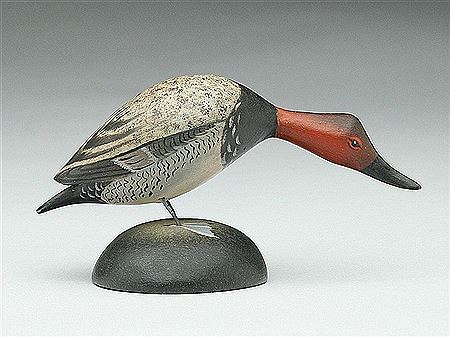 Feeding canvasback drake