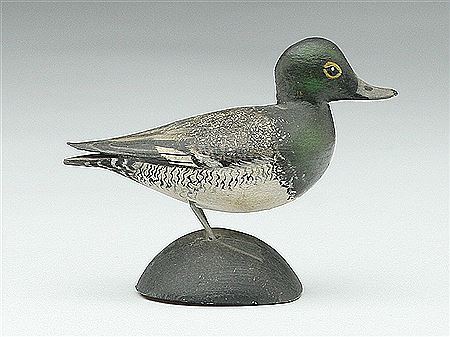Bluebill drake