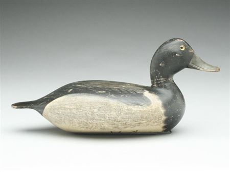 Bluebill drake