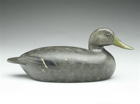Black duck