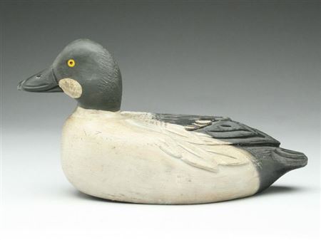 Goldeneye drake