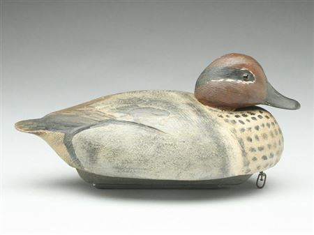Stylish tucked head greenwing teal drake