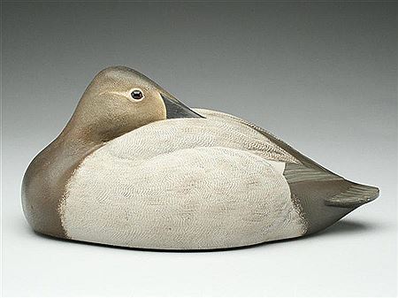 Very rare canvasback hen