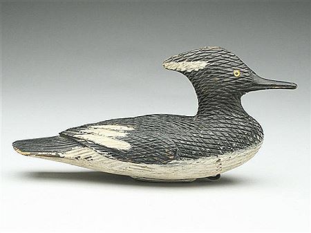 Very rare hooded merganser drake