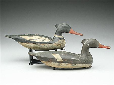 Rigmate pair of mergansers