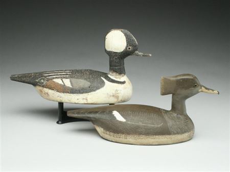 Extremely rare hooded merganser hen and drake