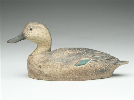 Greenwing teal hen