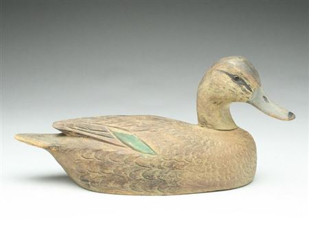 Pintail hen