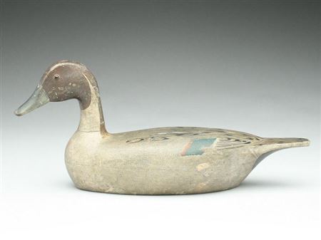 Rare pintail drake
