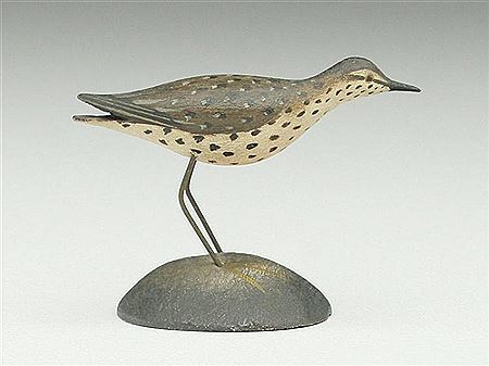 Running spotted sandpiper