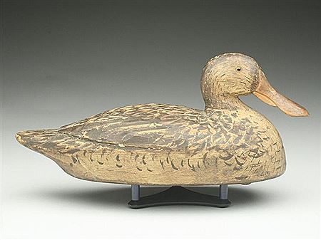 Exceedingly rare shoveler hen
