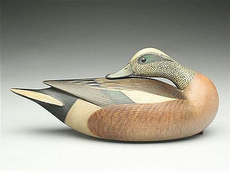 Sleeping widgeon drake