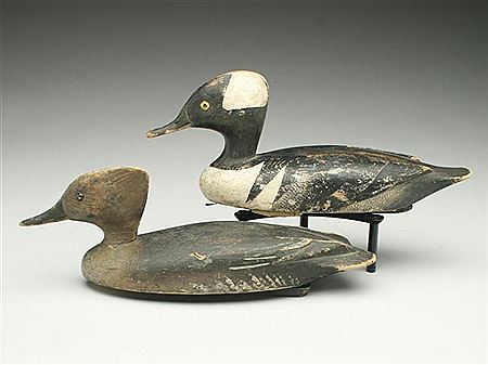 Very rare pair of hooded mergansers