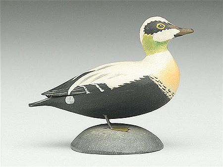 Very rare miniature eider drake