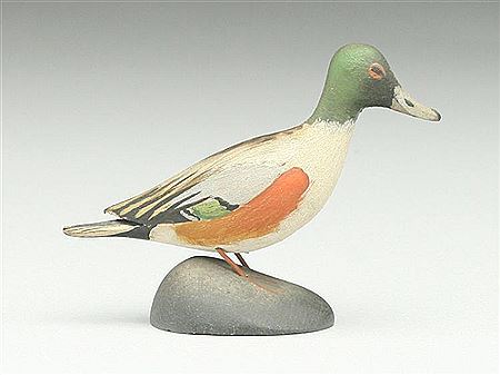 Very rare miniature shoveler drake
