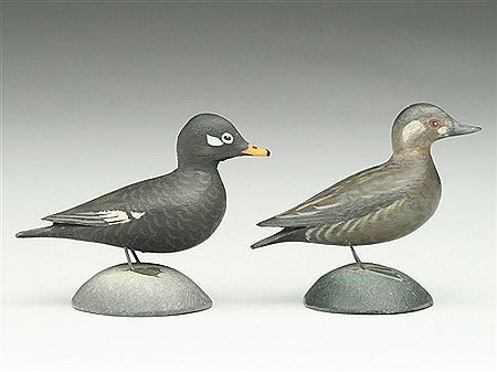 Very rare miniature scoter hen and drake
