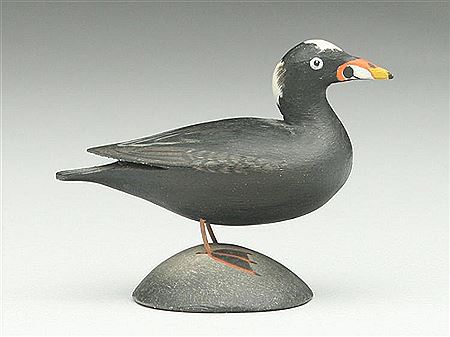 Rare miniature surf scoter