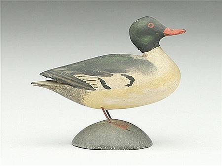 Early miniature American merganser drake