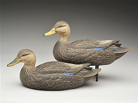 Pair of black ducks