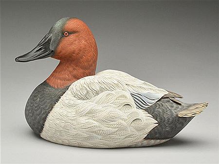 Canvasback drake