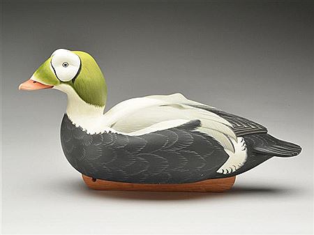 Spectacled eider