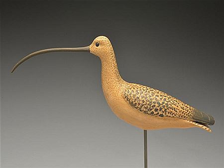 Large sickle billed curlew