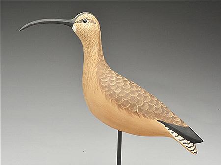 Whimbrel with slightly turned head