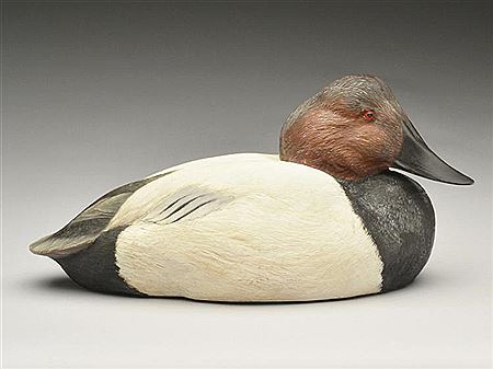 Rare canvasback drake